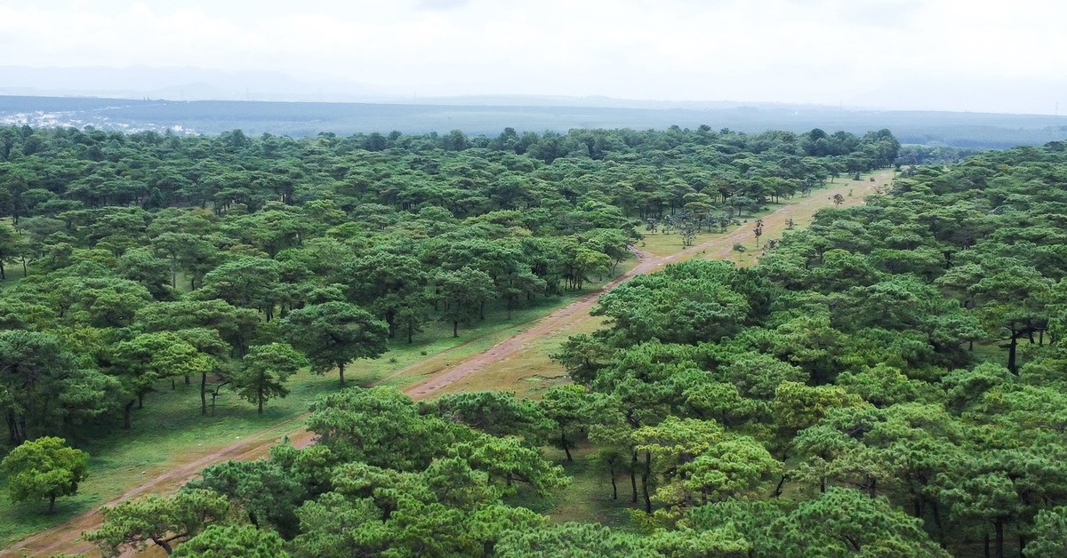 Chuẩn bị đấu thầu dự án sân golf Đak Đoa, khu phức hợp sân golf Ia Hrung