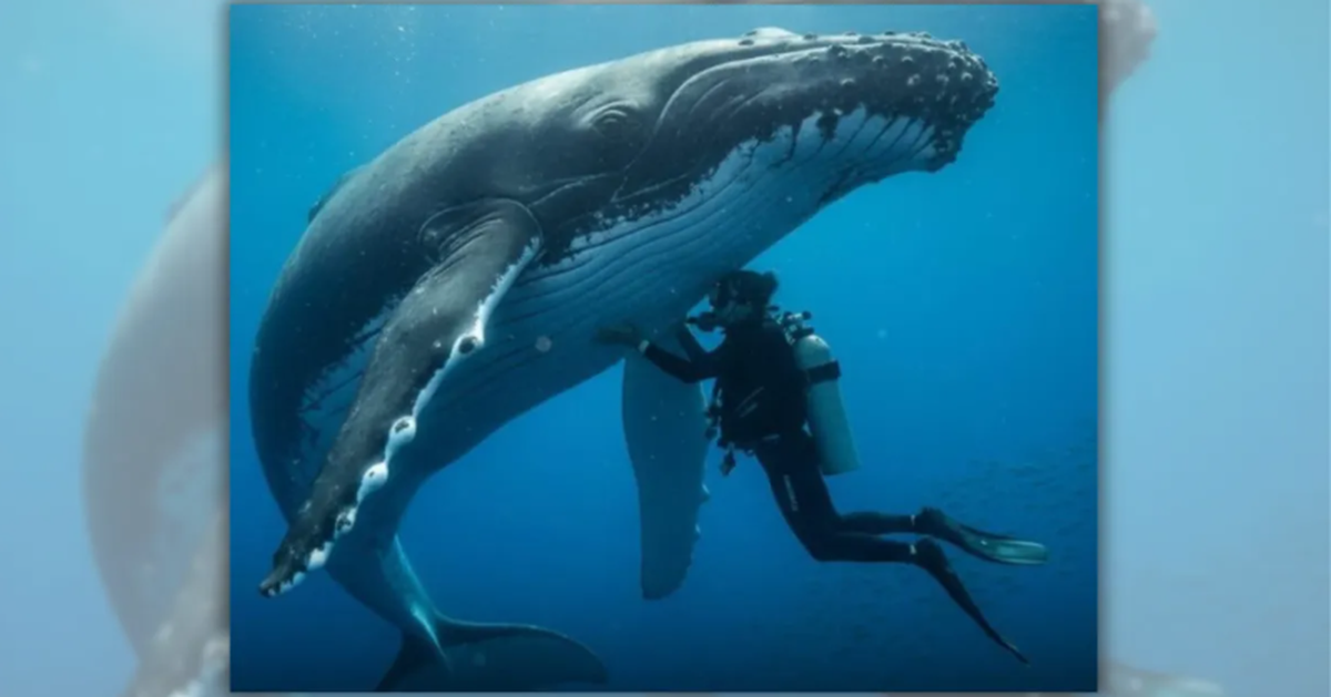 Cá voi lưng gù cứu nhà sinh vật biển khỏi cá mập: Câu chuyện có thật hay chỉ là trùng hợp?