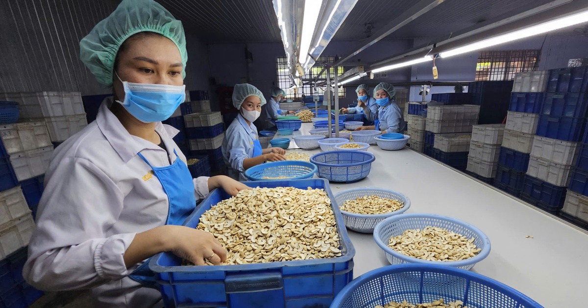 Loạt lý do khiến ngành điều Việt Nam lo khó tồn tại