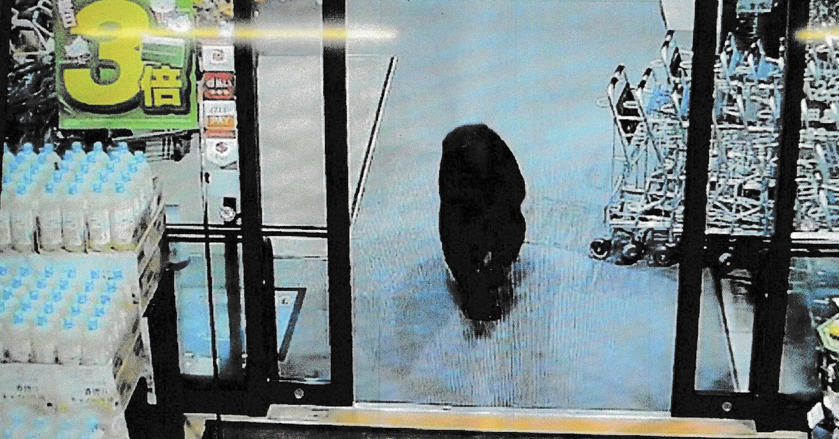 Thống đốc Nhật Bản cầu cứu quân đội đối phó với cuộc tấn công 'khủng khiếp' của gấu