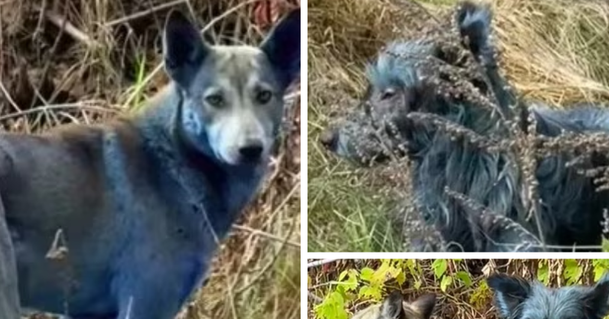 Phát hiện chó lông xanh quanh khu lò hạt nhân Chernobyl