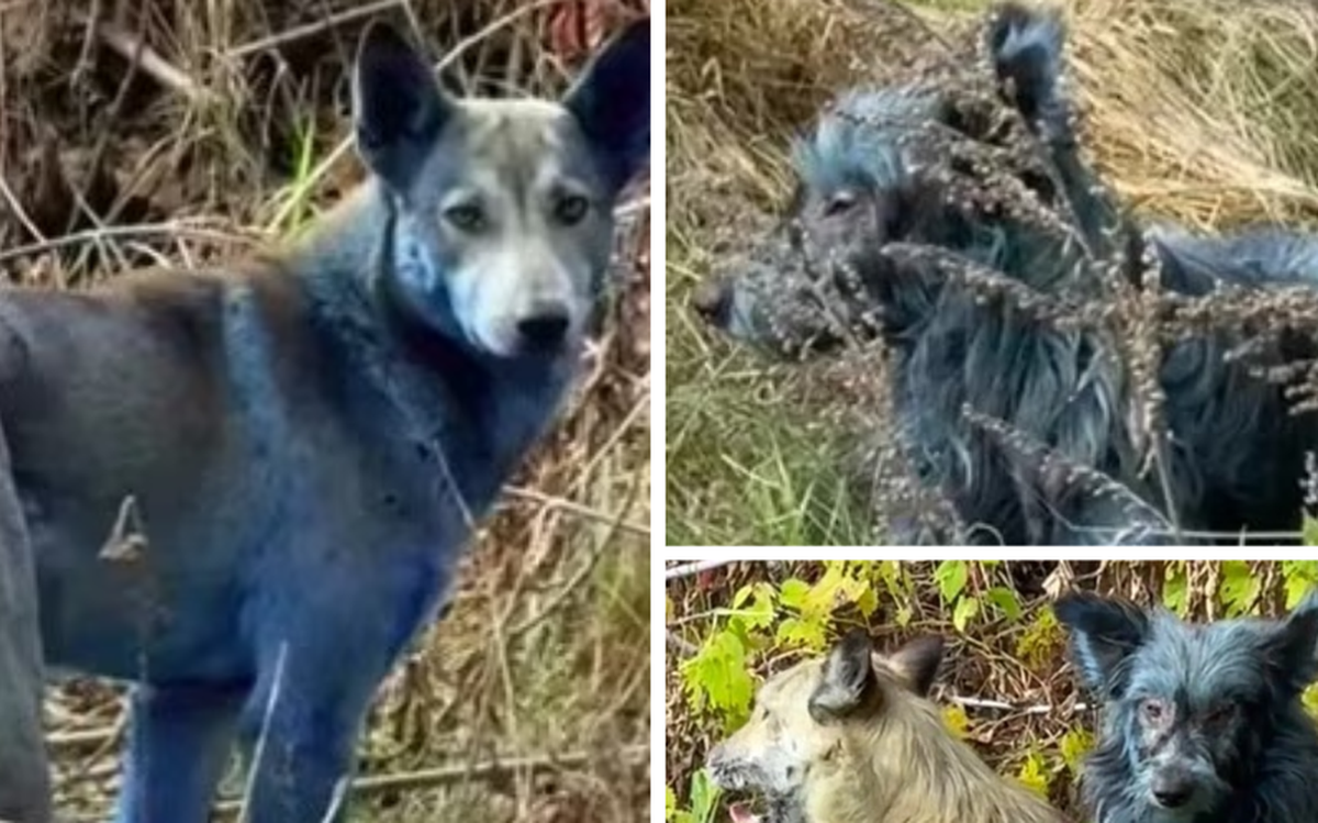 Phát hiện chó lông xanh quanh khu lò hạt nhân Chernobyl