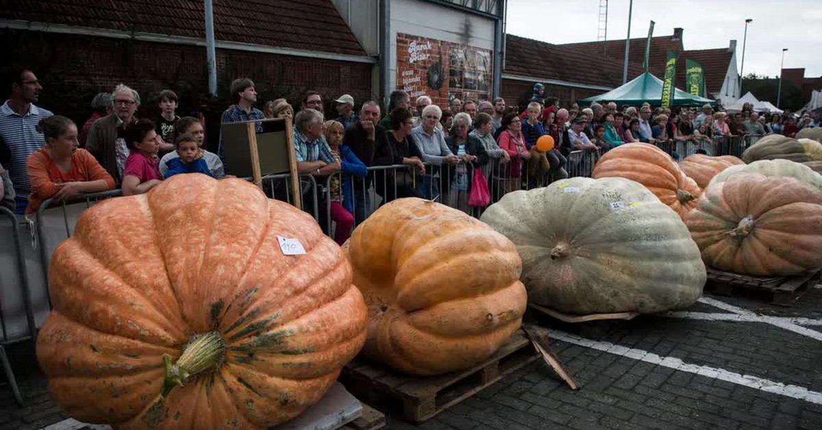 Bí mật sinh học khiến bí ngô phình to như ô tô, còn việt quất nhỏ xíu