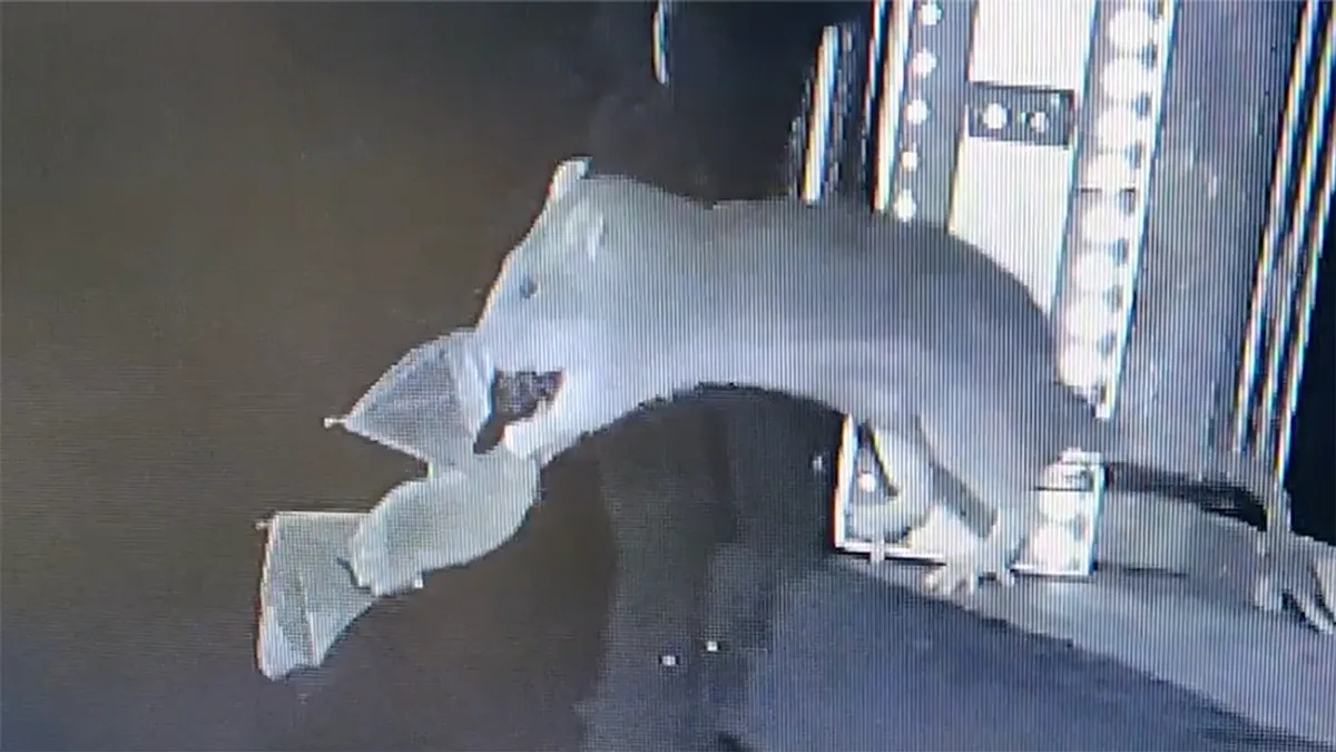 Cảnh tượng hiếm thấy: Chuột lao lên không trung tóm gọn dơi đang bay