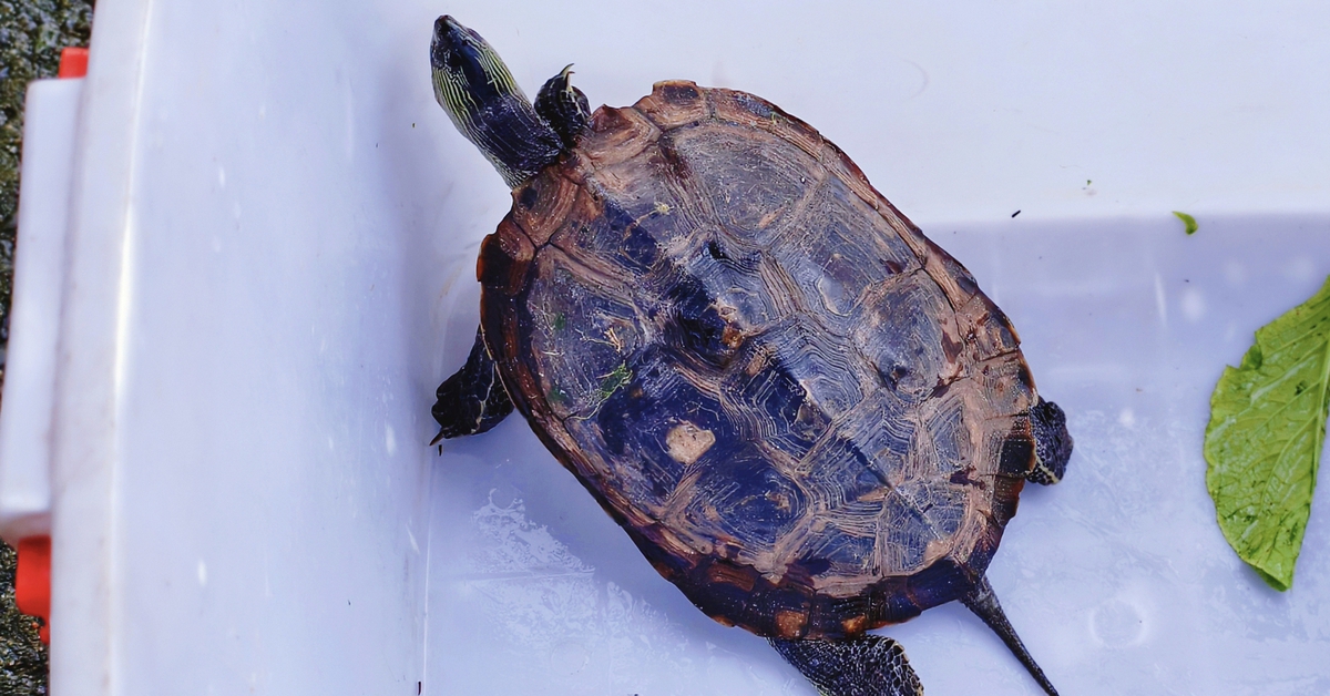 Rùa cổ sọc 'đi lạc' ở xã Bà Điểm, người bán trái cây bắt được giao Kiểm lâm TP.HCM