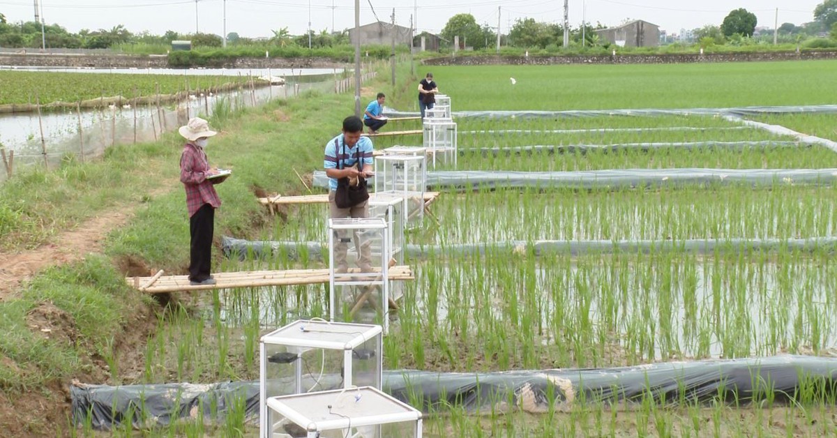Trồng lúa giảm phát thải, nông dân ở Hà Nội tăng 50% lợi nhuận, bán cả tín chỉ carbon