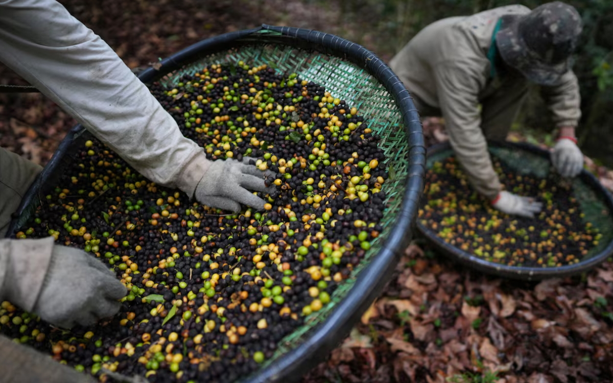 Cà phê thải từ phân chim của Brazil tăng trưởng giữa bão thuế quan