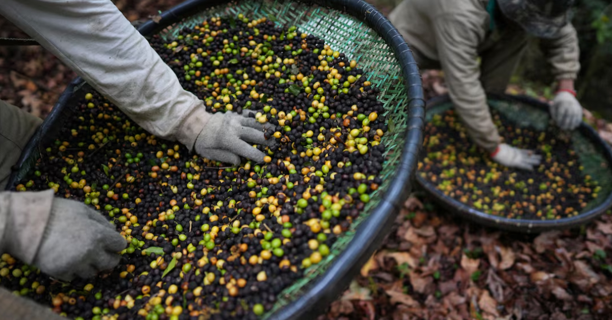 Cà phê thải từ phân chim của Brazil tăng trưởng giữa bão thuế quan