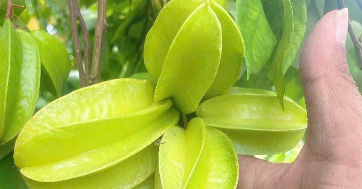 Tắm trẻ sơ sinh bằng lá khế, coi chừng nhiễm trùng da