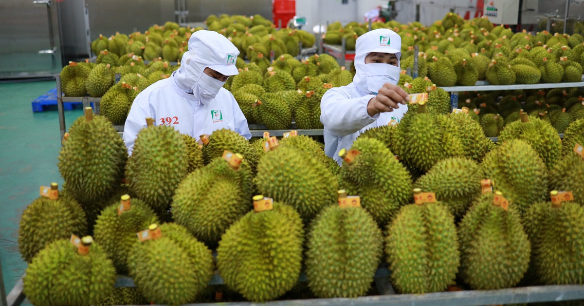 Phó thủ tướng yêu cầu làm rõ trách nhiệm việc để gián đoạn hoạt động kiểm nghiệm sầu riêng xuất khẩu