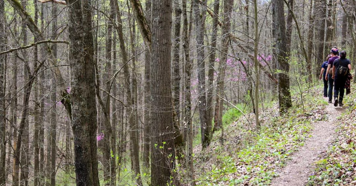 Rừng quốc gia duy nhất bang Ohio có thể xóa sổ vì kế hoạch khai thác gỗ của ông Trump