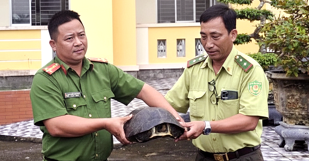 Thấy con rùa răng 10kg đối mặt nguy cơ tuyệt chủng trên đê, công an bàn giao kiểm lâm