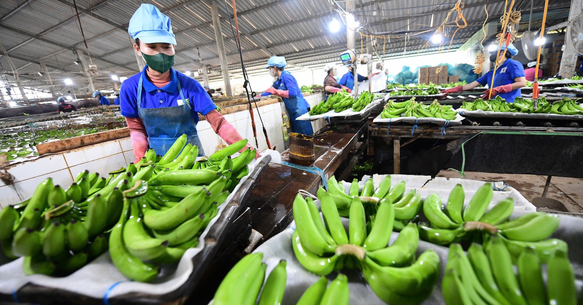 Đầu tư nông nghiệp xanh, cơ hội triệu USD từ tín chỉ carbon