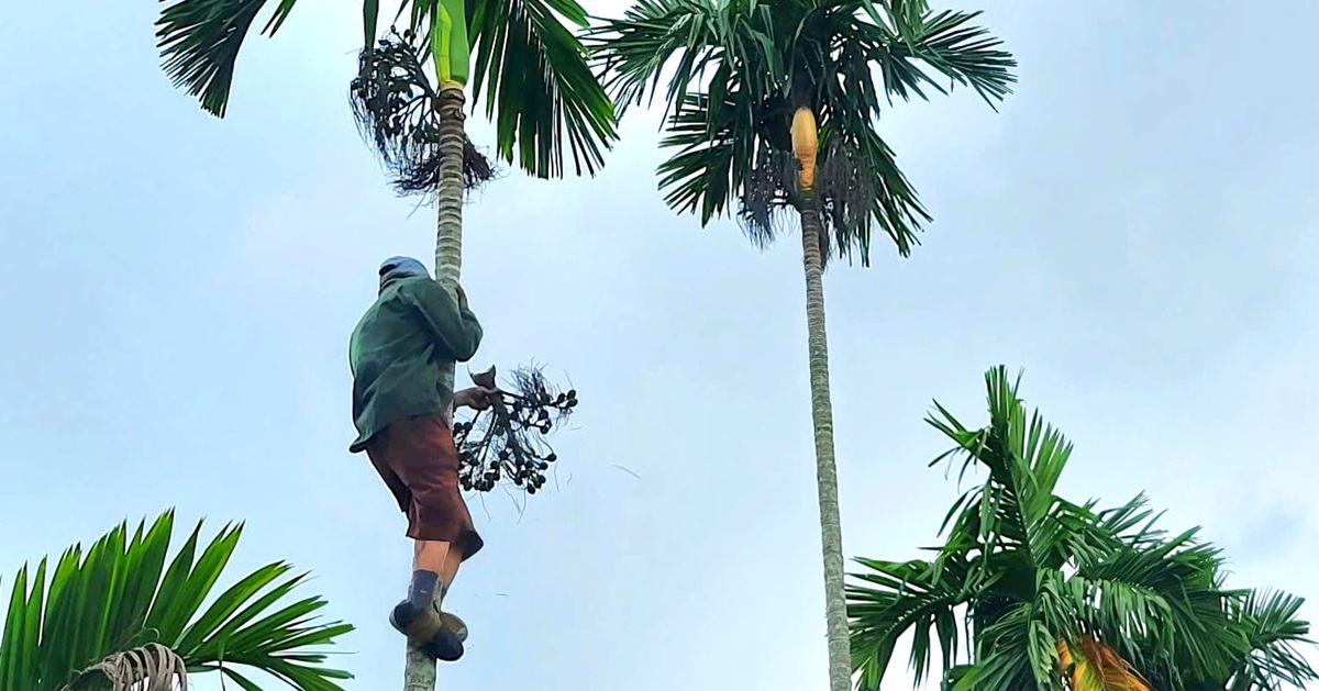 Trung Quốc 'quay xe', chỉ mua cau dài, giá cau Quảng Ngãi rớt hơn 6 lần
