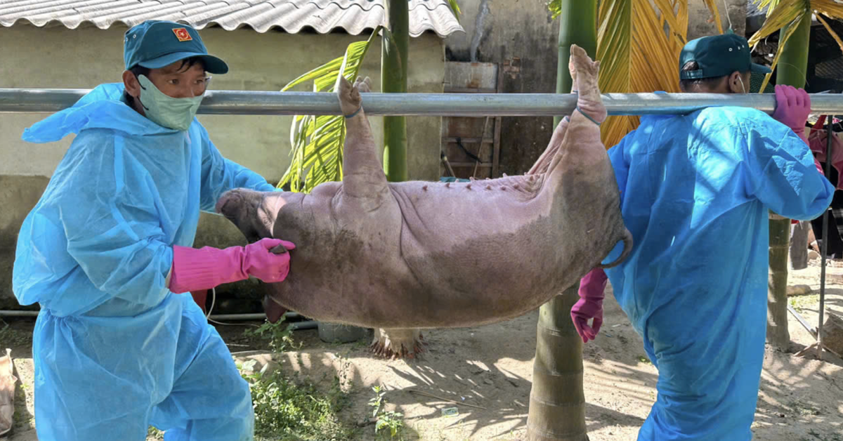 Hàng ngàn con heo chết vì dịch tả heo châu Phi: Vắc xin thôi chưa đủ!