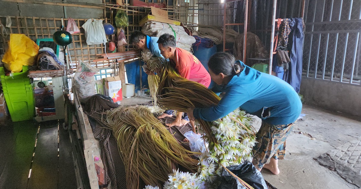 Ngư dân 'hốt bạc' nhờ nhổ bông súng 'ma' mùa nước nổi