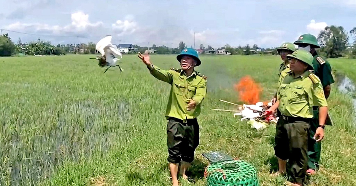 10 con cò trắng được giải cứu giữa 'thiên la địa võng' các loại bẫy chim trời