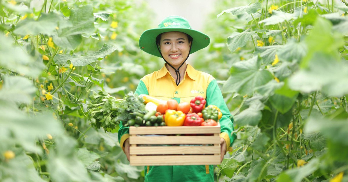 Hành trình rau sạch WinEco: Từ nông trường đến bàn ăn