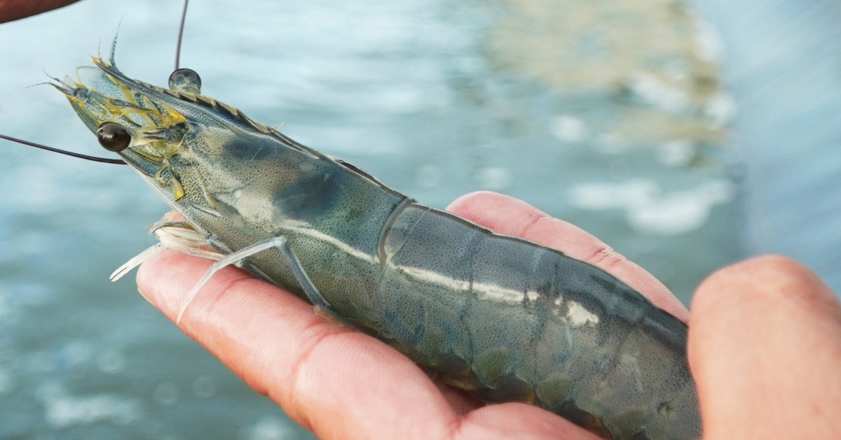 Mô hình nuôi tôm công nghiệp ‘một người nuôi, cả xóm vui’ được nhân rộng ở Cà Mau