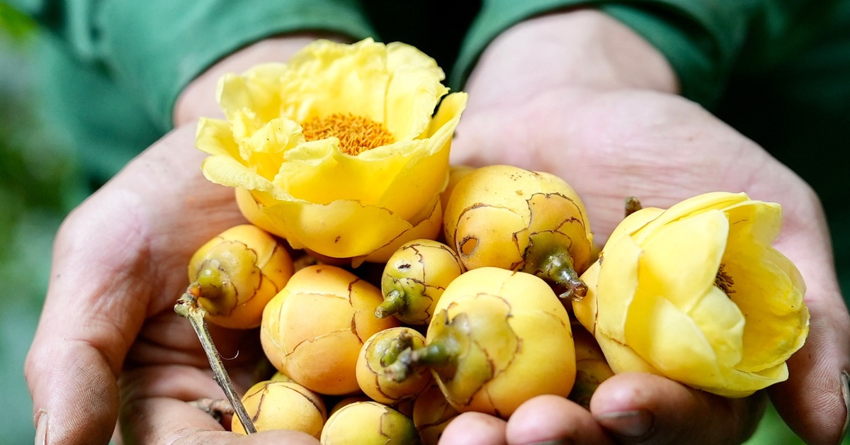 Anh nông dân 25 tuổi làm trà hoa vàng, bán giống cây lời 1,2 tỉ/năm