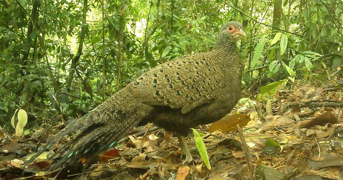 Bẫy ảnh 'bắt' được gà tiền mặt đỏ cực quý hiếm ở Vườn quốc gia Chư Mom Ray