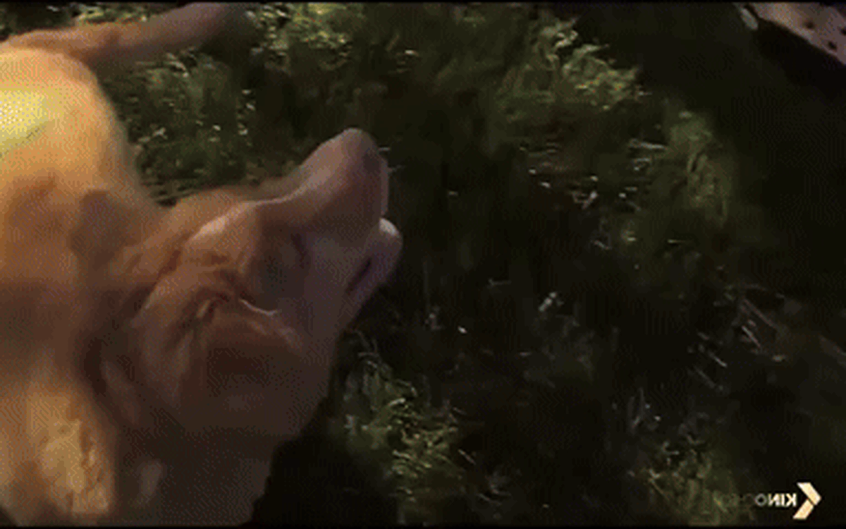 Good Boy không chỉ là phim kinh dị rẻ tiền núp sau chú chó dễ thương