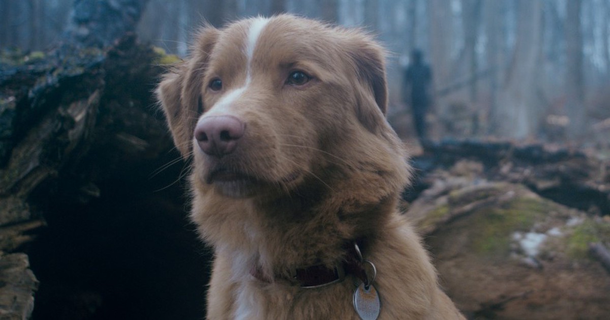 Good Boy không chỉ là phim kinh dị rẻ tiền núp sau chú chó dễ thương - Tuổi  Trẻ Online