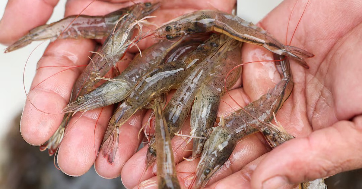 Tôm Indonesia nhiễm phóng xạ do... ngành thép