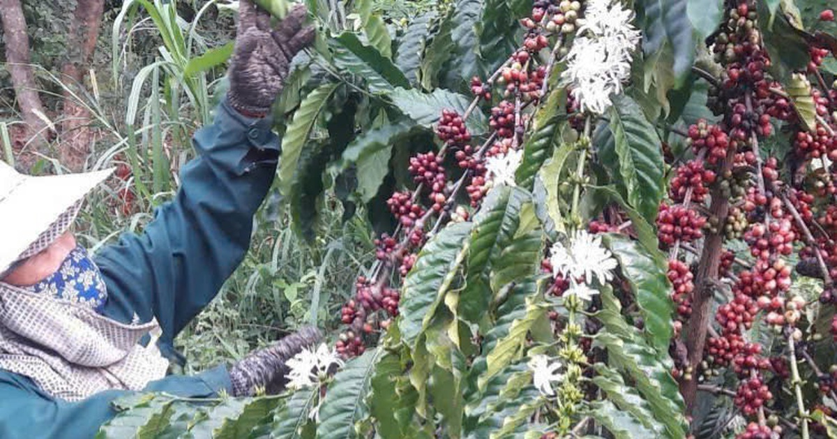 Xuất khẩu cà phê đạt kỷ lục nhưng năm tới liệu có còn 'ngon ăn'?