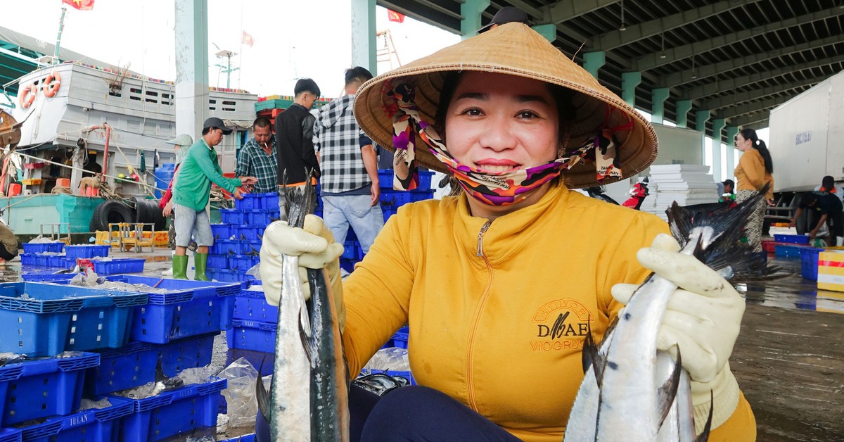 Vào mùa đánh bắt cao điểm, ngư dân nhộn nhịp cân cả trăm tấn cá biển ở cảng cá Tắc Cậu