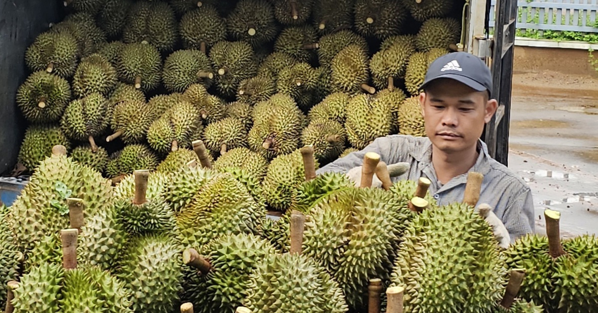 Xuất khẩu sầu riêng khơi thông sau khi Bộ Nông nghiệp chỉ đạo xử lý ách tắc kiểm nghiệm