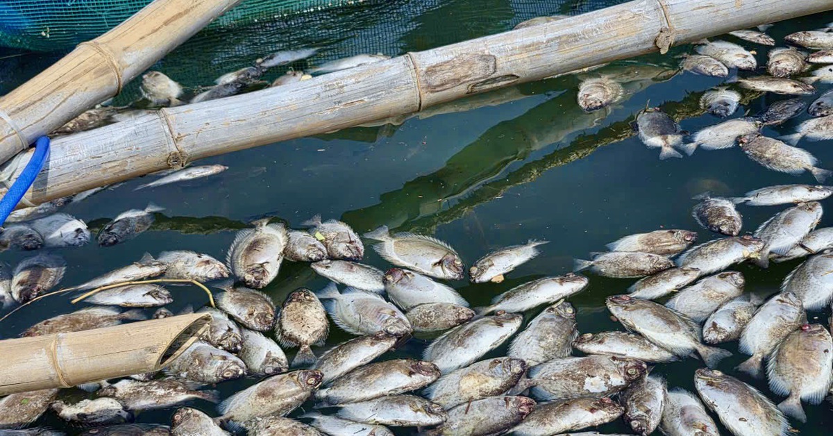 Người nuôi cá đầm Cù Mông khóc ròng vì cá chết sạch sau bão