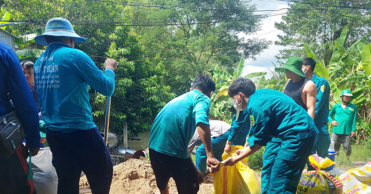 Khẩn trương gia cố đê bao xung yếu để bảo vệ sản xuất lúa thu đông
