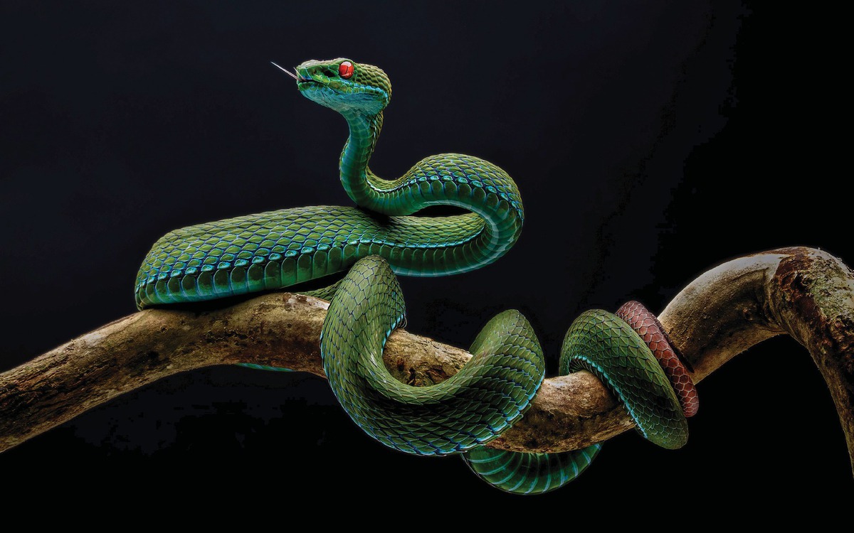 Thu hồi giải nhất ảnh rắn lục đuôi đỏ vi phạm điều lệ cuộc thi Thiên nhiên hoang dã Việt Nam