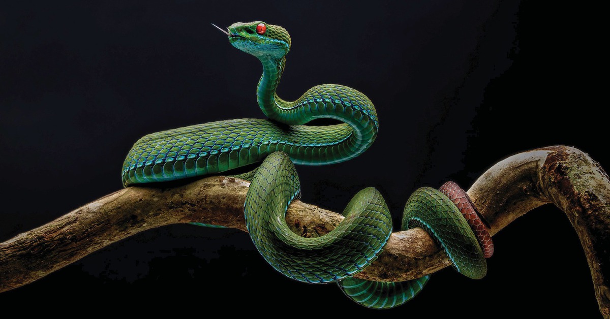 Thu hồi giải nhất ảnh rắn lục đuôi đỏ vi phạm điều lệ cuộc thi Thiên nhiên hoang dã Việt Nam