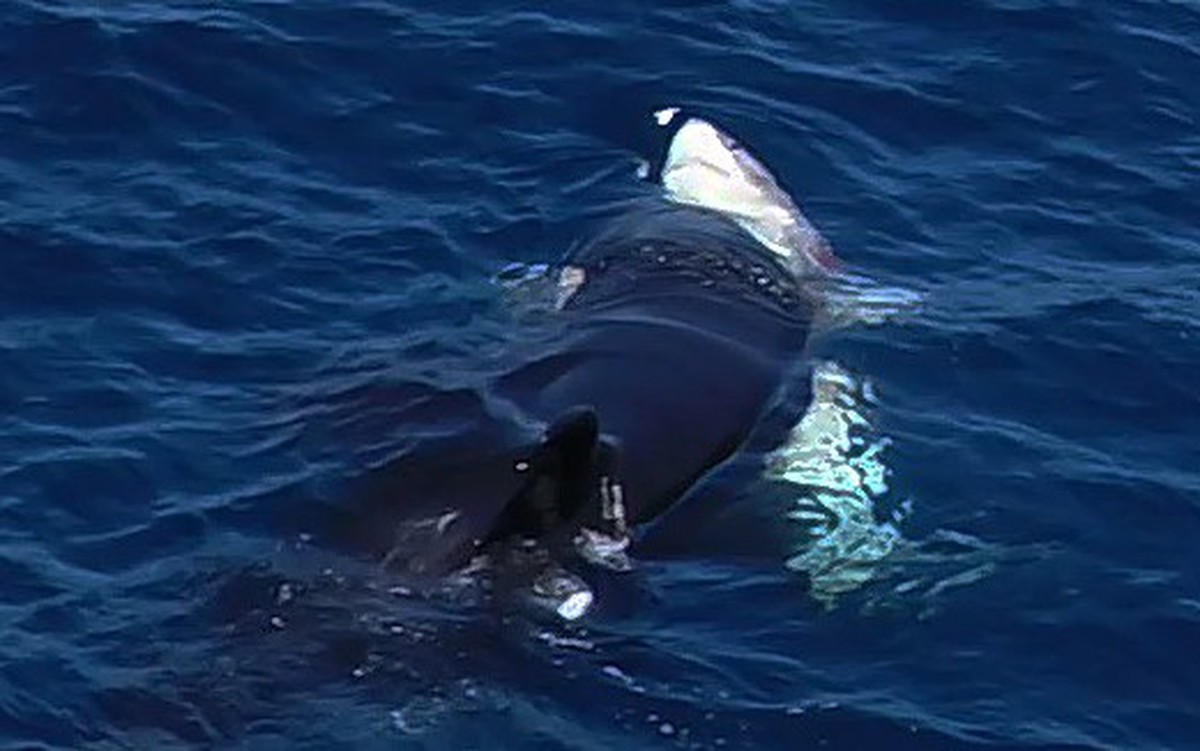 Cá voi sát thủ dùng 'chiêu thôi miên' hạ gục cá mập trắng