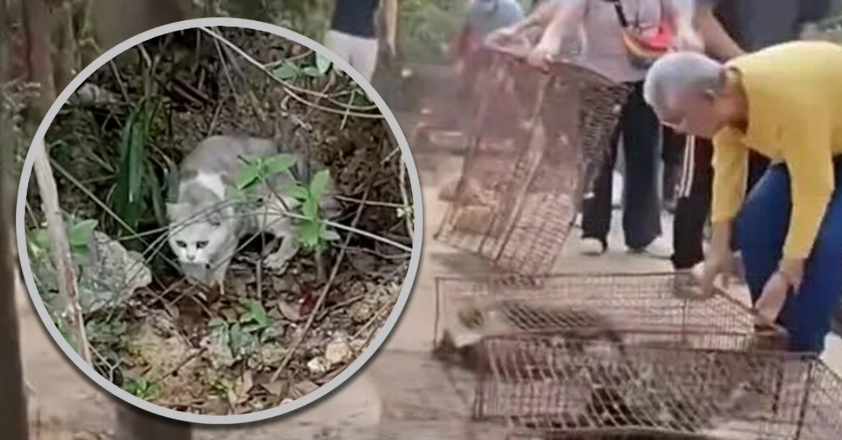 Phẫn nộ ở Trung Quốc: 'Phóng sinh' 1.100 con mèo xuống hồ chứa nước