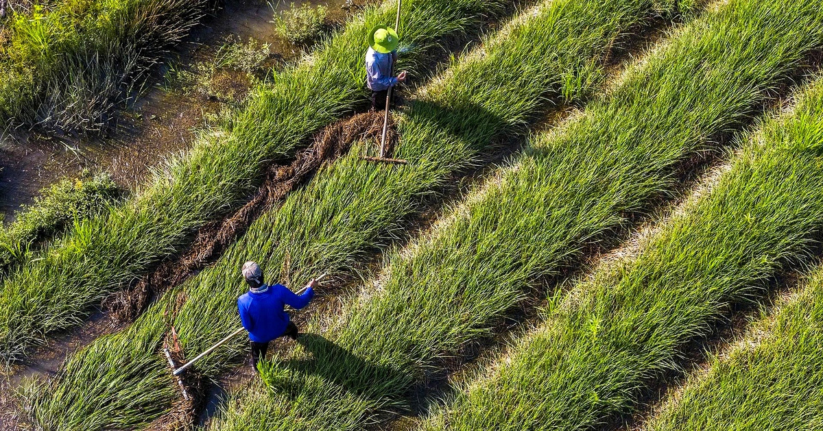 Góp ý văn kiện Đại hội Đảng XIV: Xây nền vững cho một Việt Nam xanh và số