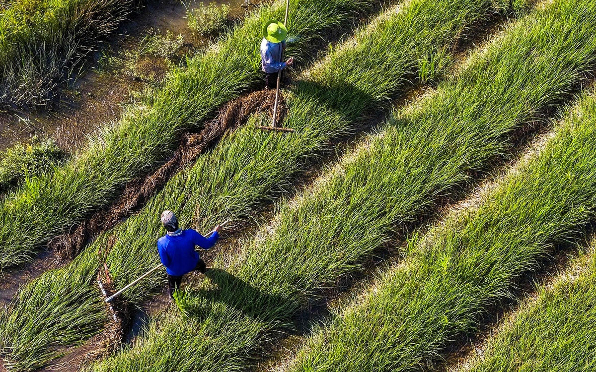 Góp ý văn kiện Đại hội Đảng XIV: Xây nền vững cho một Việt Nam xanh và số