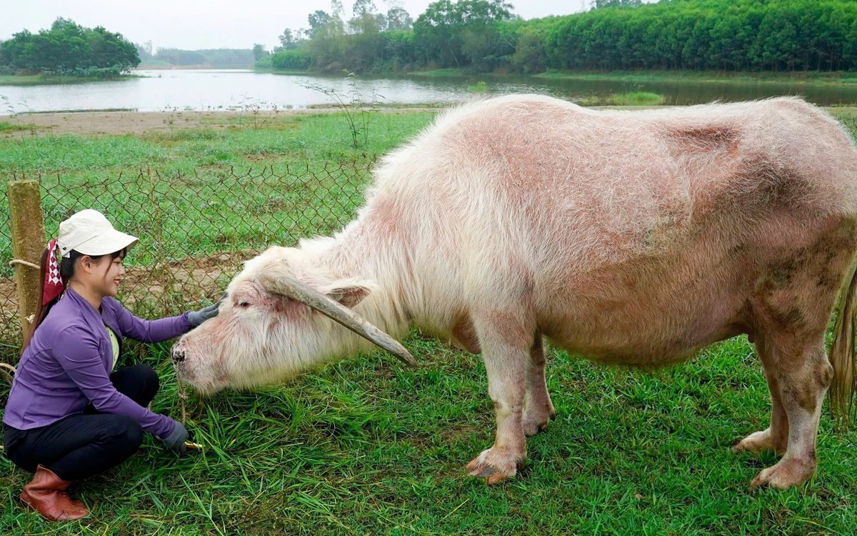 'Ông trâu' thọ hơn 40 tuổi gây sốt dân mạng