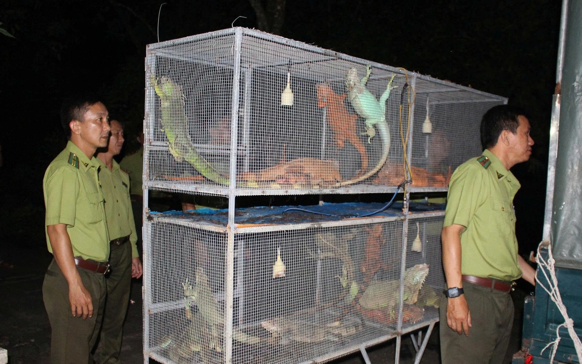 Phát hiện một người dân An Giang nuôi nhốt 191 con rồng Nam Mỹ trái phép