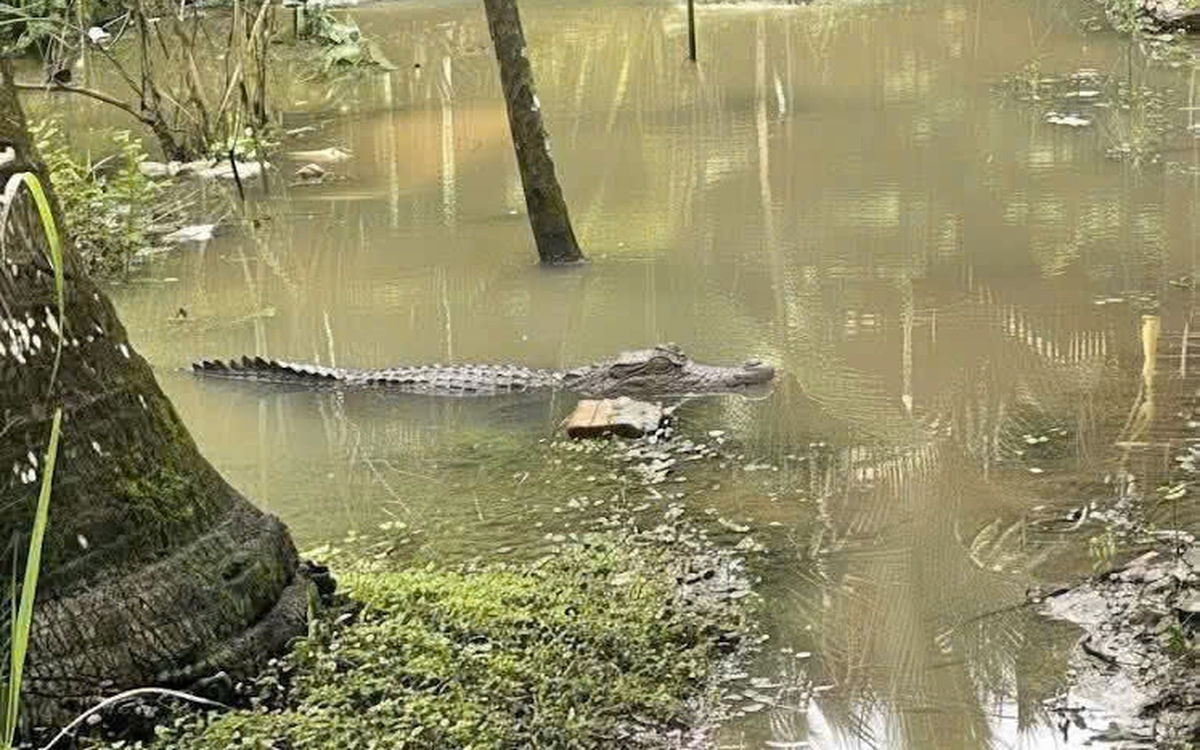 Cần Thơ thông tin xác minh cá sấu nặng khoảng 30 - 40kg xuất hiện trong mương nước