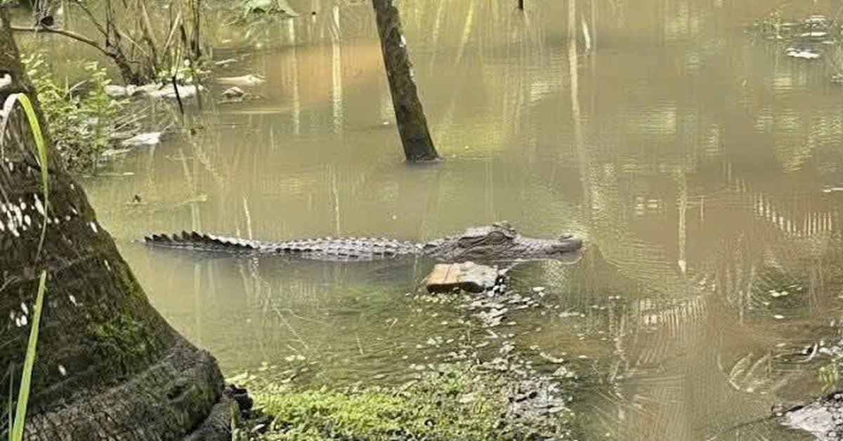 Cần Thơ thông tin xác minh cá sấu nặng khoảng 30 - 40kg xuất hiện trong mương nước