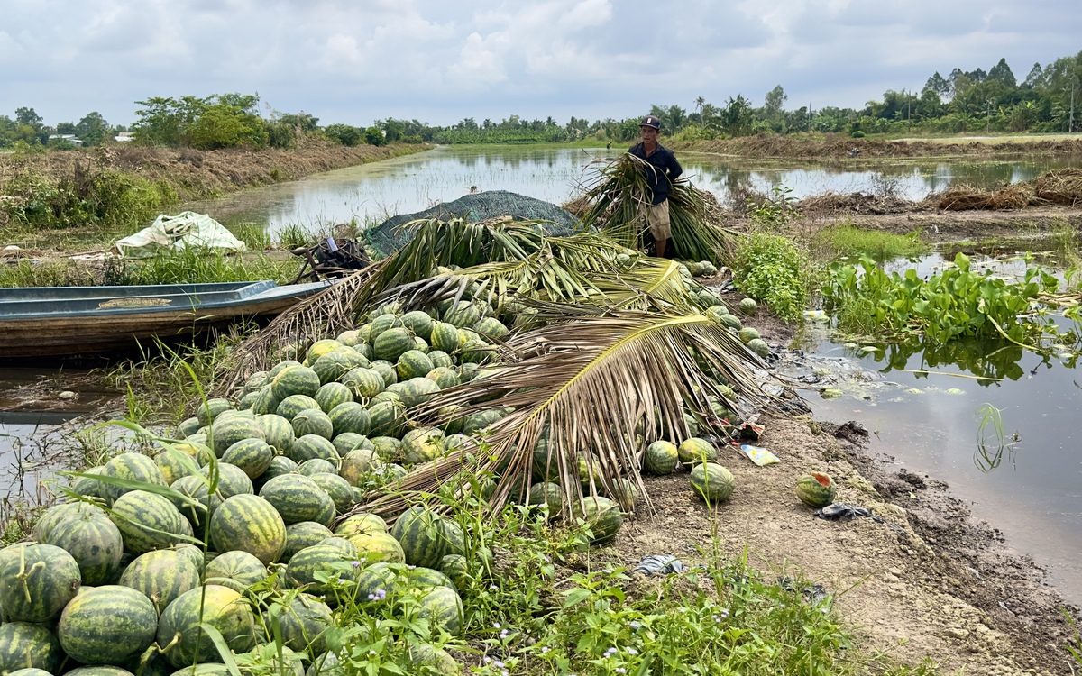 Triều cường làm ngập 615ha khóm và hoa màu, gây thiệt hại nặng