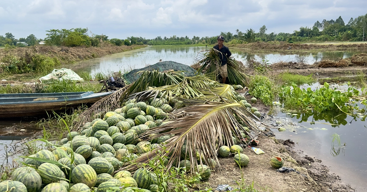 Triều cường làm ngập 615ha khóm và hoa màu, gây thiệt hại nặng