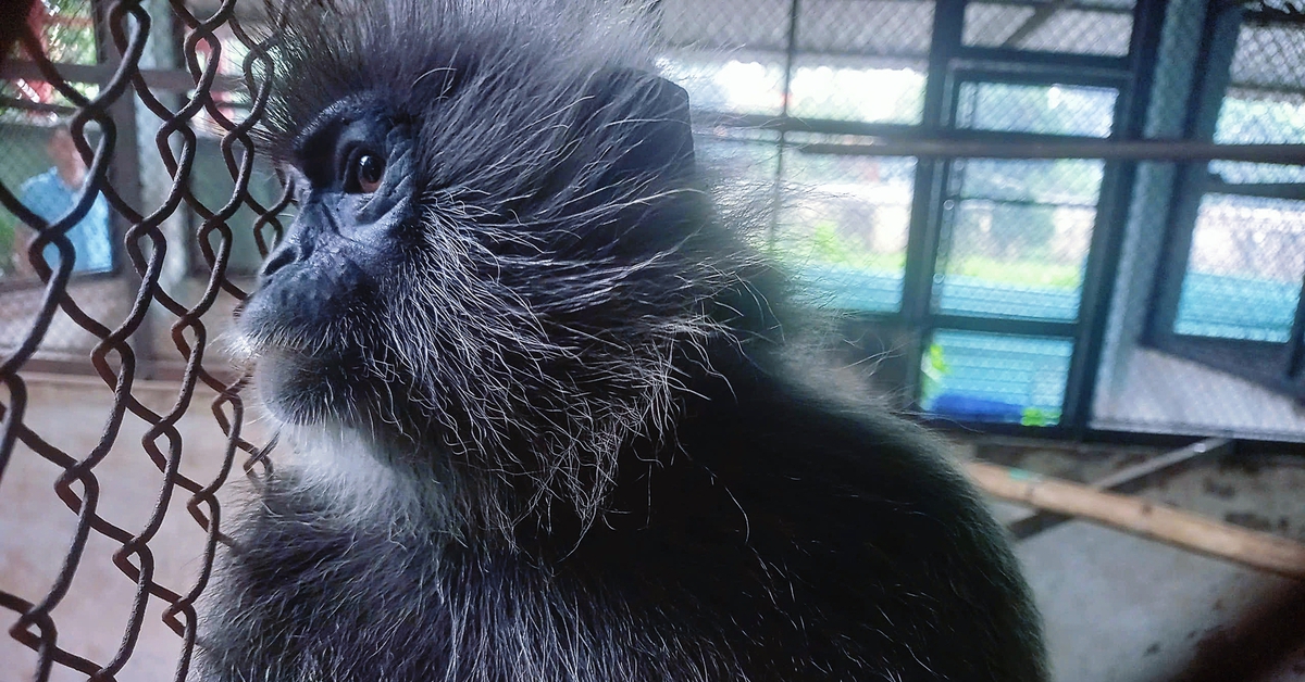 Người dân giao voọc bạc Đông Dương quý hiếm phát hiện trên sông Sài Gòn cho kiểm lâm