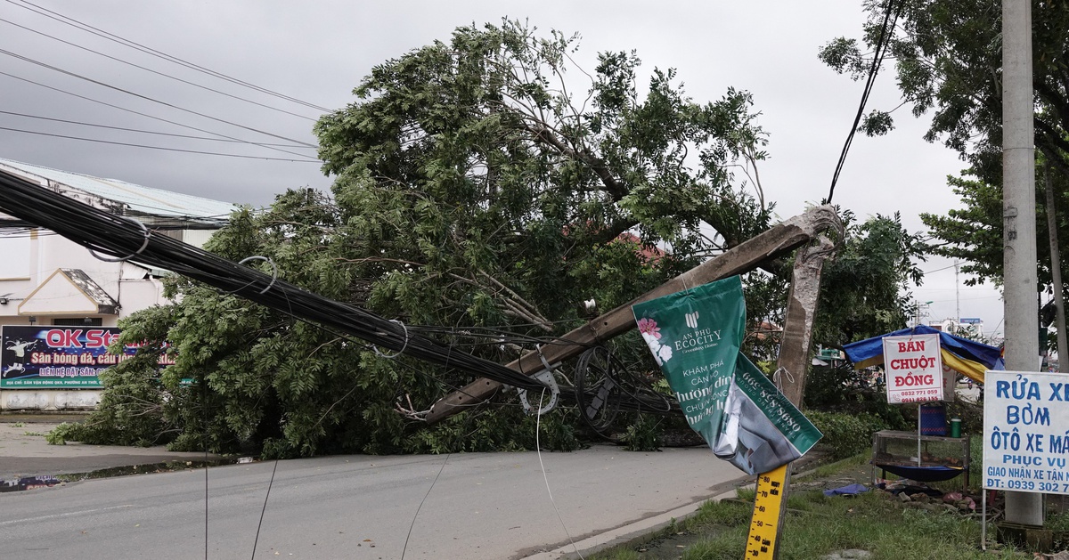 Cây to 3-4 người ôm ở Cần Thơ bất ngờ ngã bật gốc, may không trúng ai