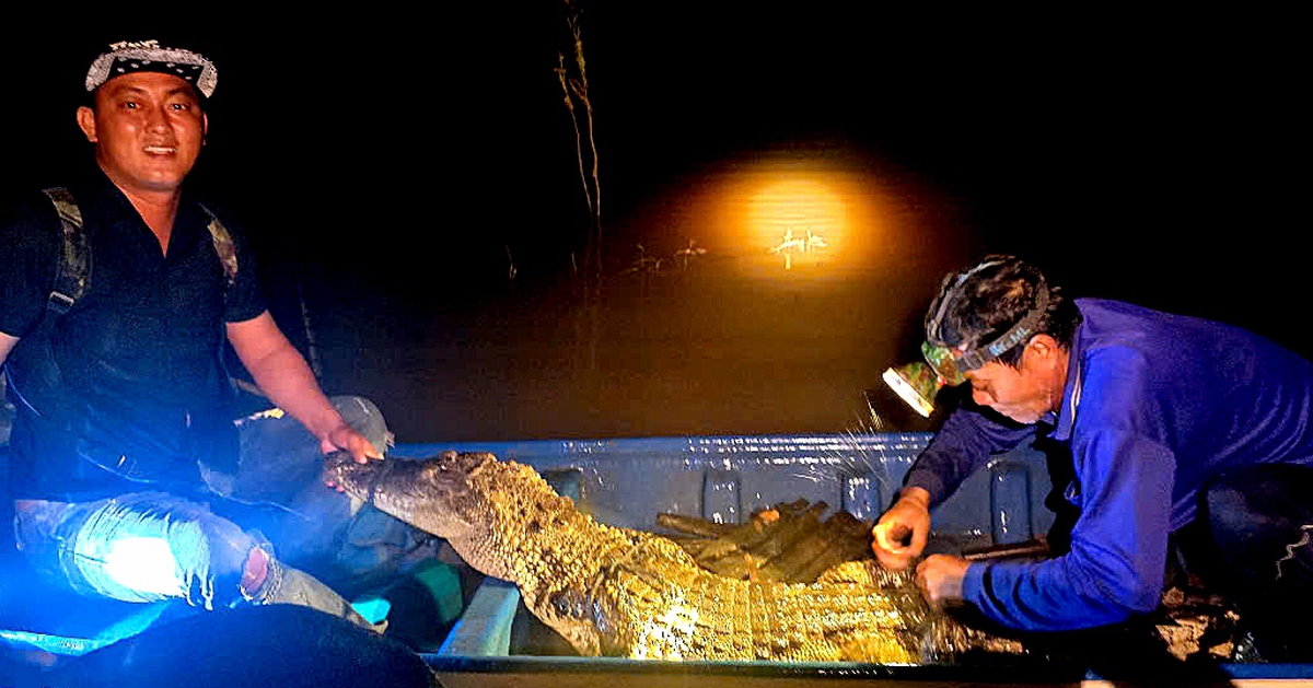 Bắt con cá sấu 37kg trên sông biên giới Tây Ninh, dân chuyển cho đồn biên phòng