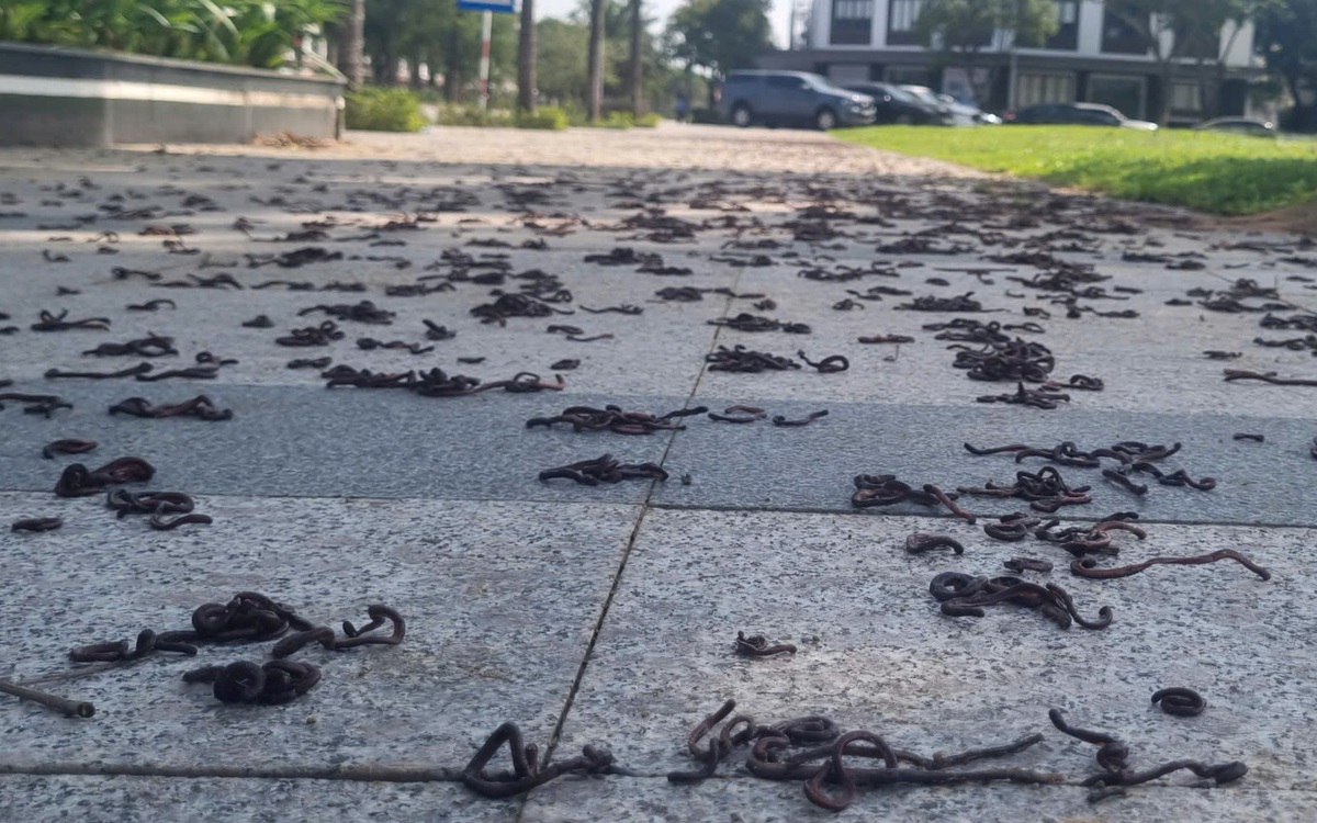 Hiện tượng lạ hàng ngàn con giun đất bò lên vỉa hè rồi chết la liệt ở Quảng Ngãi