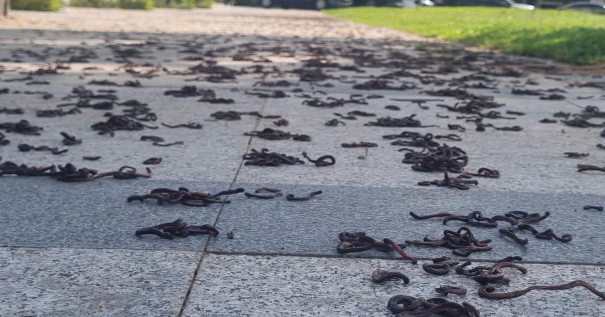 Hiện tượng lạ hàng ngàn con giun đất bò lên vỉa hè rồi chết la liệt ở Quảng Ngãi